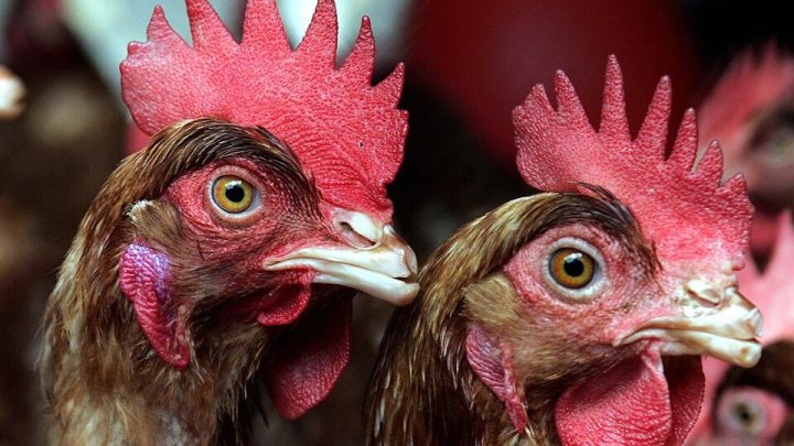 Qué es la gripe aviar, cómo se contagia y cuáles son sus síntomas